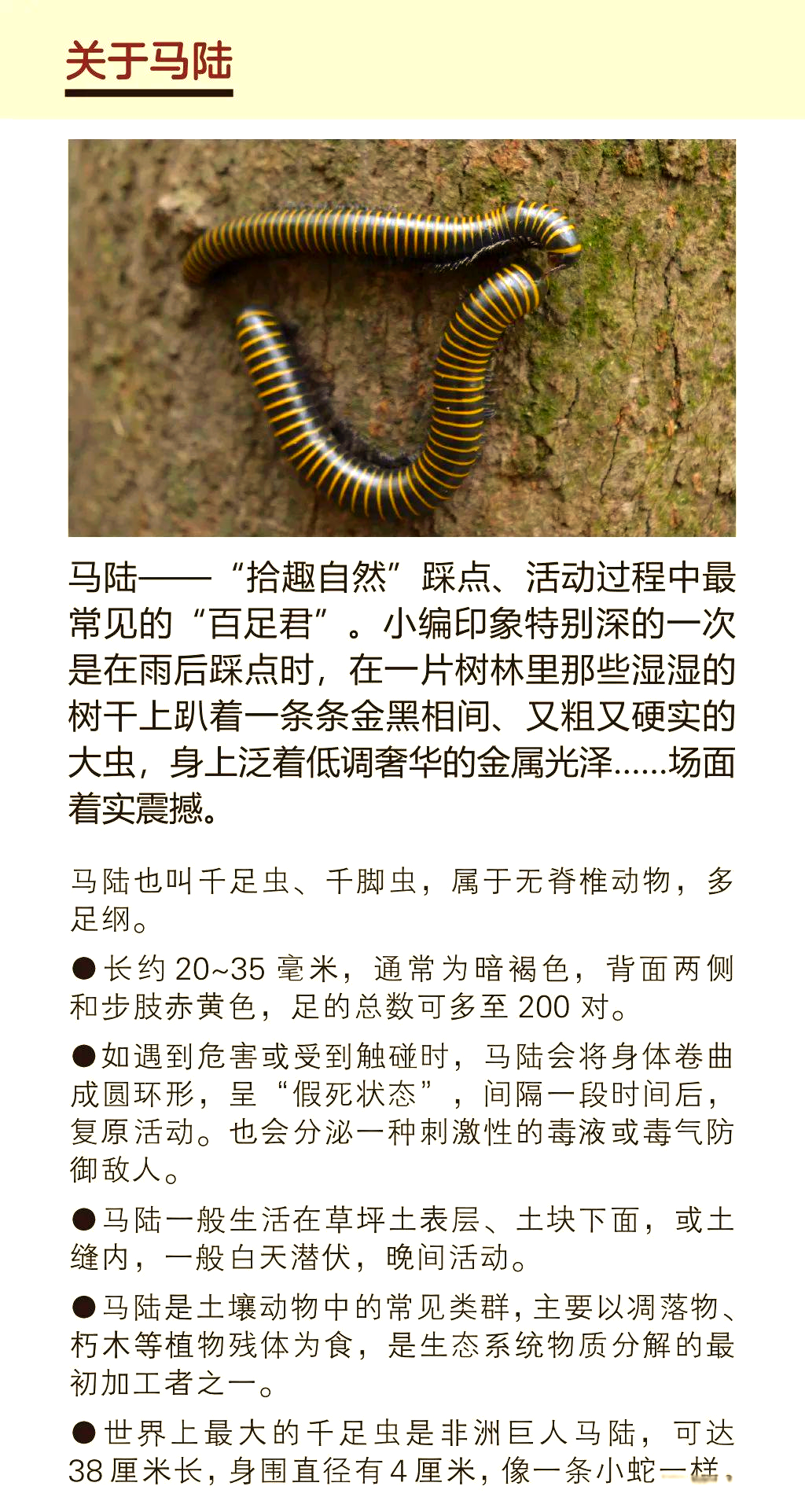 百足虫,这一名称涵盖了节肢动物门中的倍足纲和唇足纲昆虫