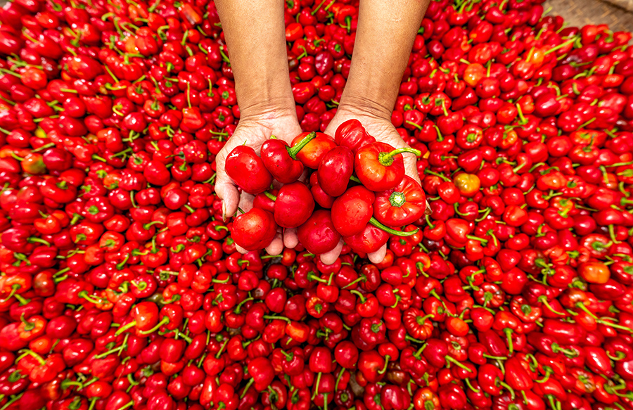 安徽霍山:火红的灯笼椒 红火的好日子