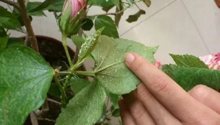 扶桑花起白飞虫小偏方