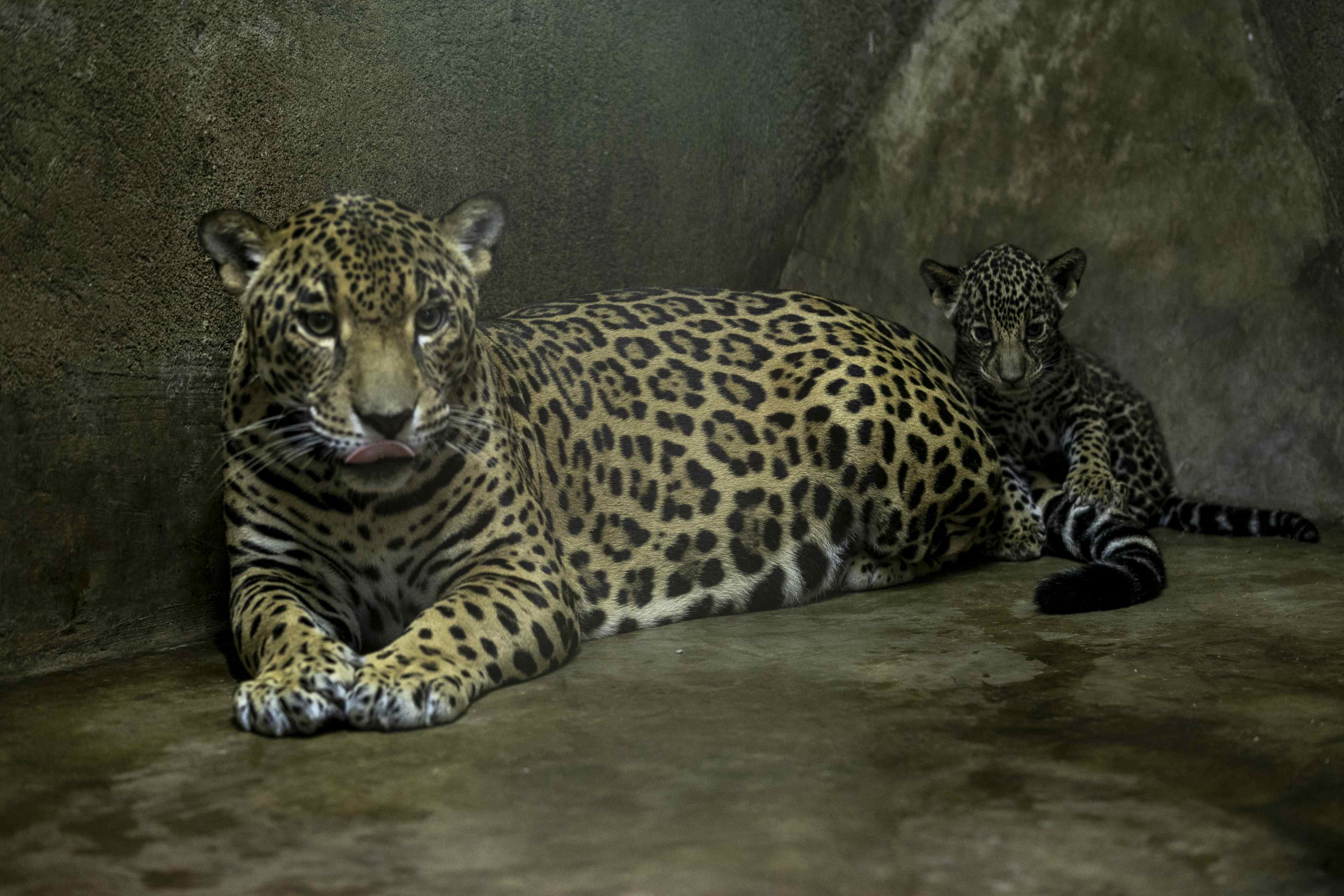 尼加拉瓜動物園的小美洲豹