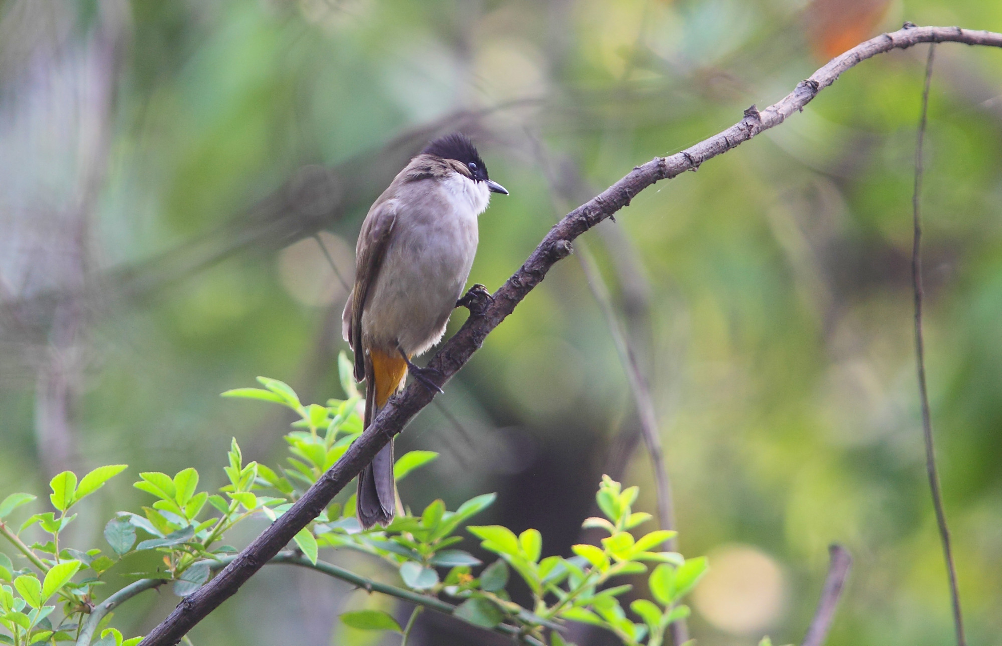 湖湘自然历丨黄灿灿的美臀,亮瞎你的眼