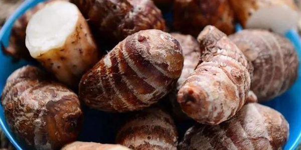 山芋头学名叫什么