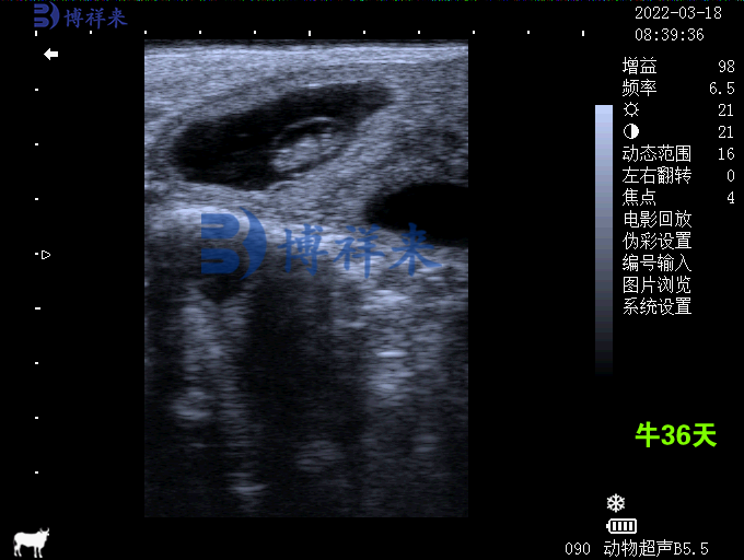 牛用b超经直肠超声检测母牛妊娠