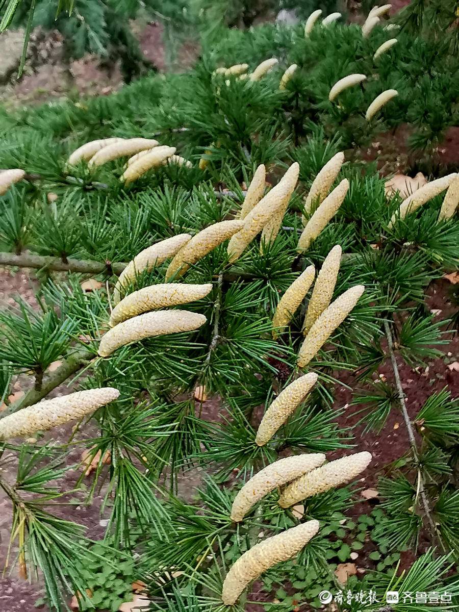 雪松雄花图片