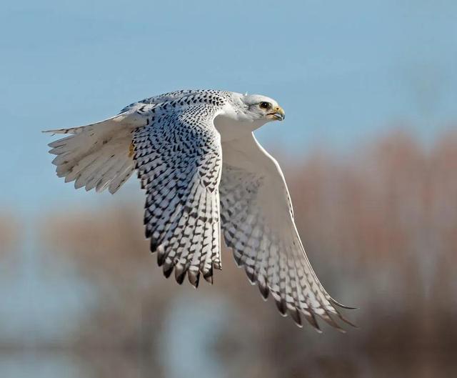 世界上飞行速度最快的12种鸟,其中有两种鸭子上榜!