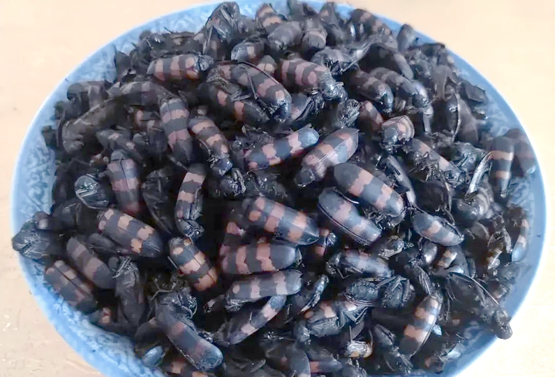中药材斑蝥的识别与特点