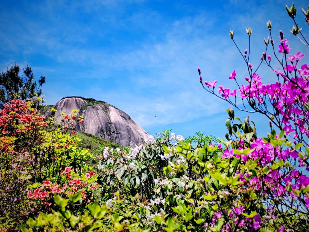 最佳观赏期到了!建宁金铙山杜鹃花海绚烂如诗画