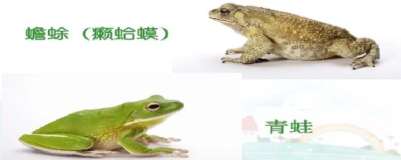 牛蛙与青蛙的图片对比图片