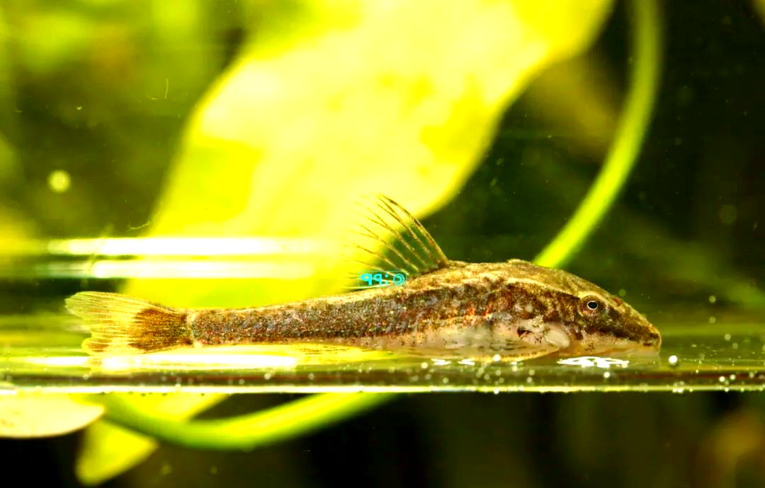 热内拟盾甲鲶:一种与木纹铁甲小精灵相似的奇特小精灵