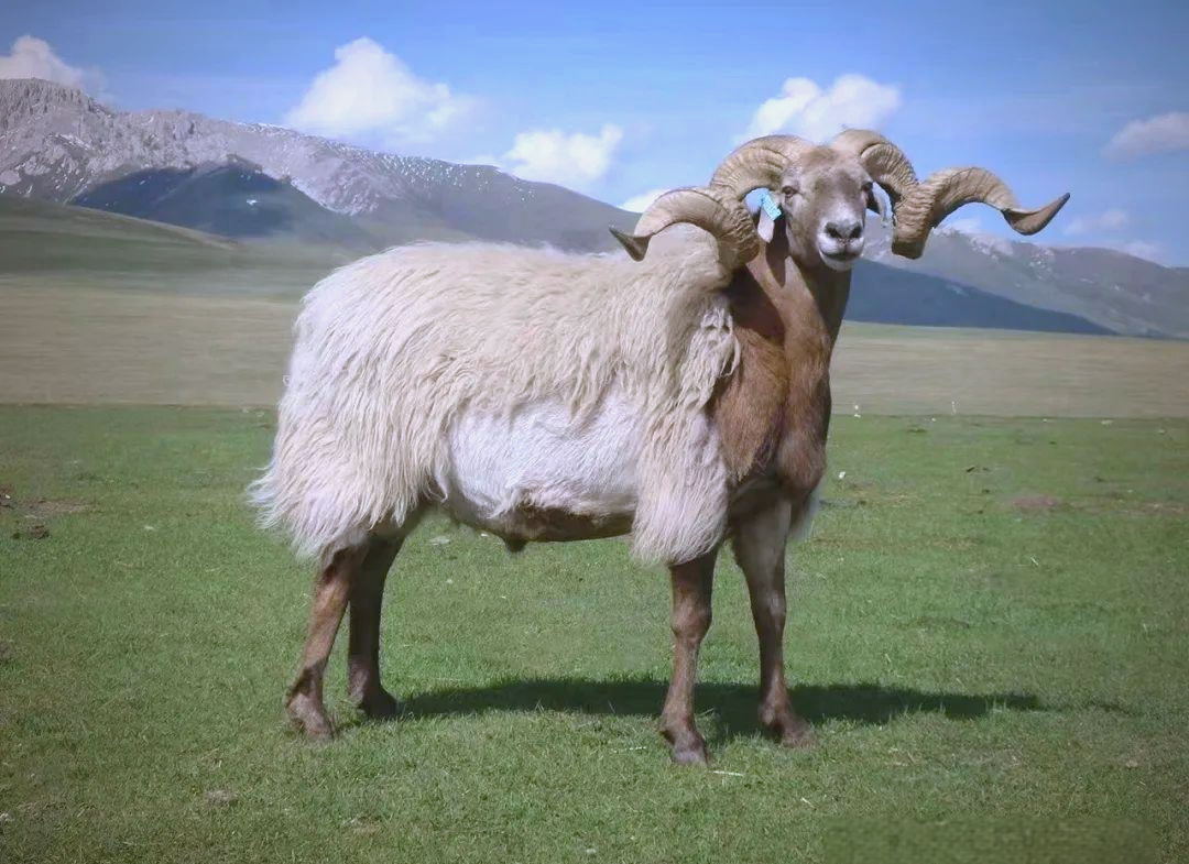 青海成功培育出世界首例克隆藏羊,供体为优良欧拉型良种羊