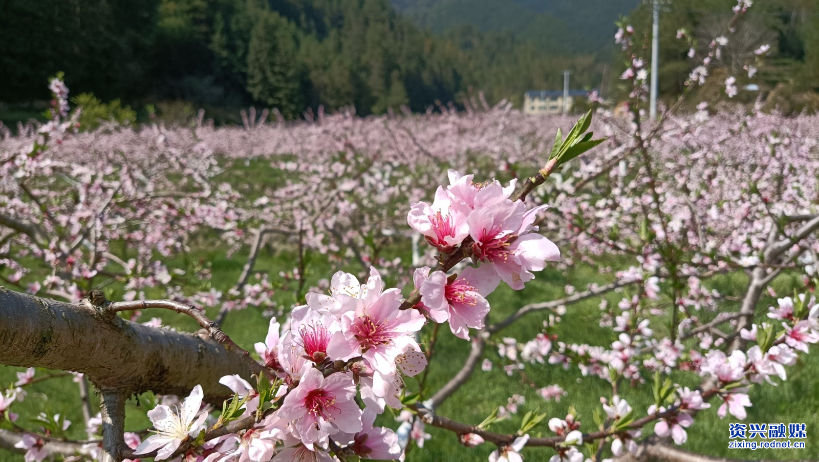 饶平桃花图片