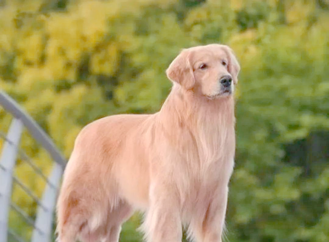 金毛犬:人类生活中的金色伙伴与工作助手