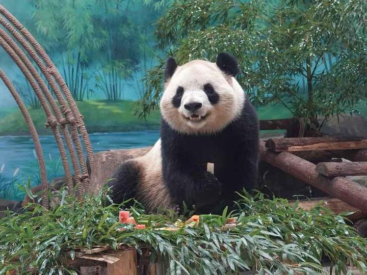 大熊猫"春生"在杭首个生日会 潮新闻带你云围观