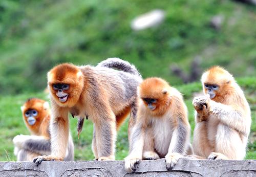 同样是群居动物,为何狮王,猴王有"特权"?牛王,羊王却没有?
