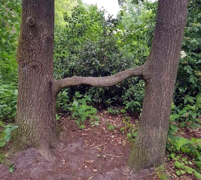 36张活久见的神奇图片,有趣的知识又增加了