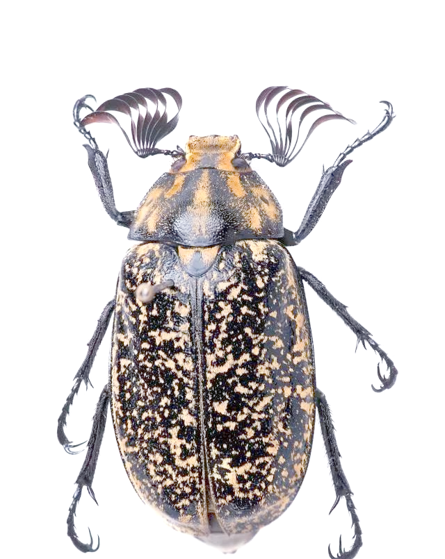 昆虫的多样触角:别再把"犄角"当头饰了!