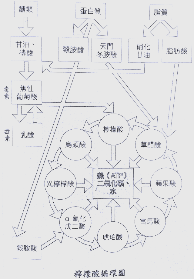 柠檬酸循环:人体能量代谢的核心揭秘