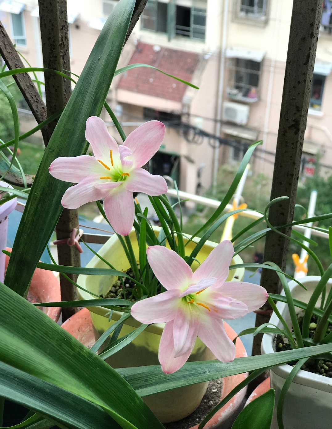 重瓣风雨兰"伊丽莎白",好看又好养,每年花开多次,你值得拥有