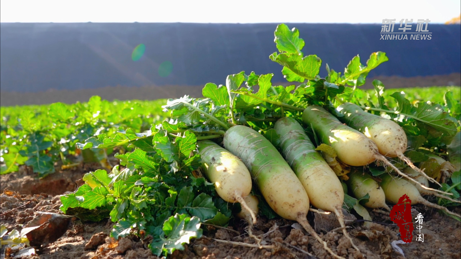 千城百县看中国|山东潍坊:潍县萝卜迎来丰收季