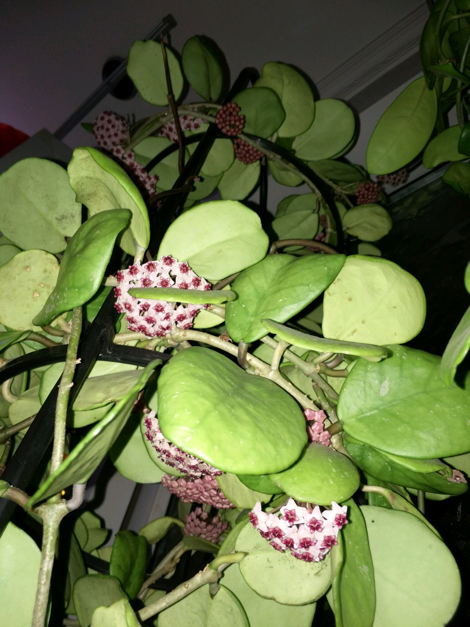 耐阴又爱开花的植物—镜叶球兰,观叶赏花又闻香,北阳台也能养