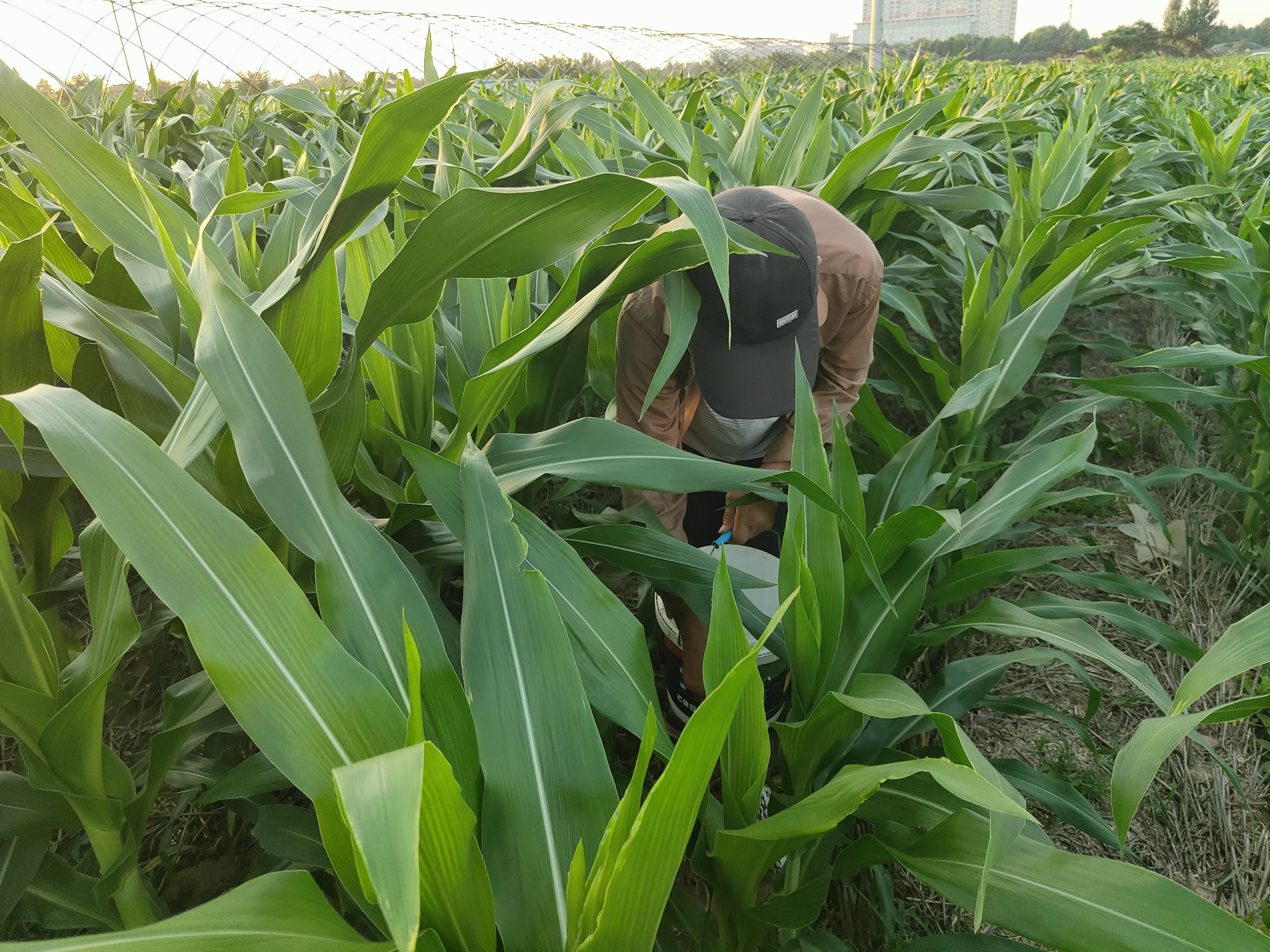 粘玉米种植有技巧,啥时间种植产量高效益好