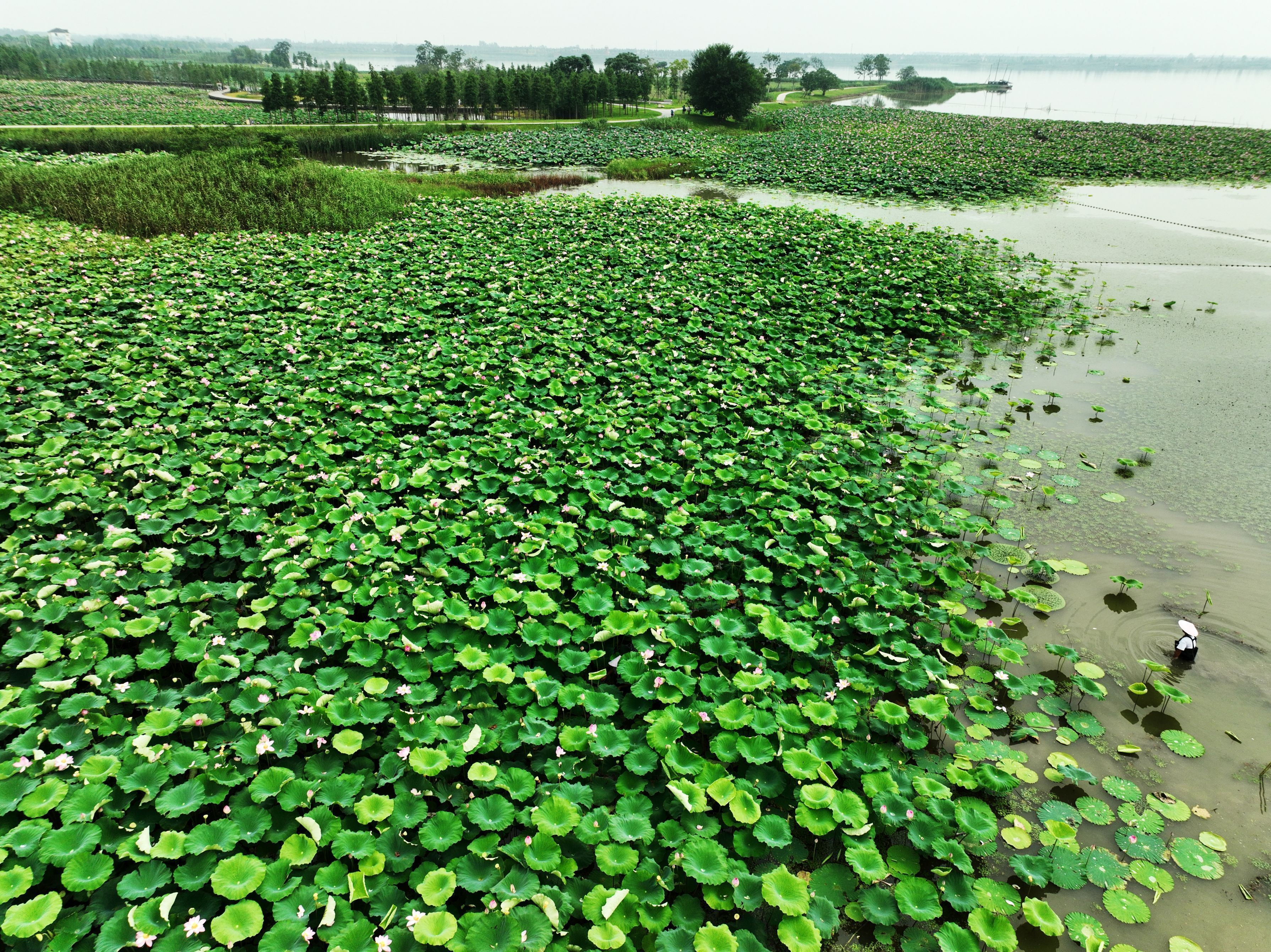 湖北枝江:映日荷花美如画