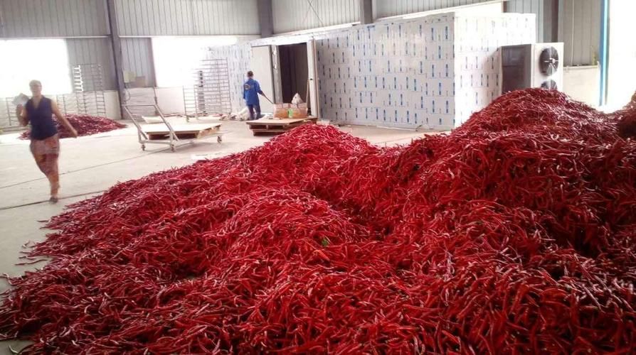 朝天椒烘干机02小米辣烘干设备02网带式朝天椒烘干线