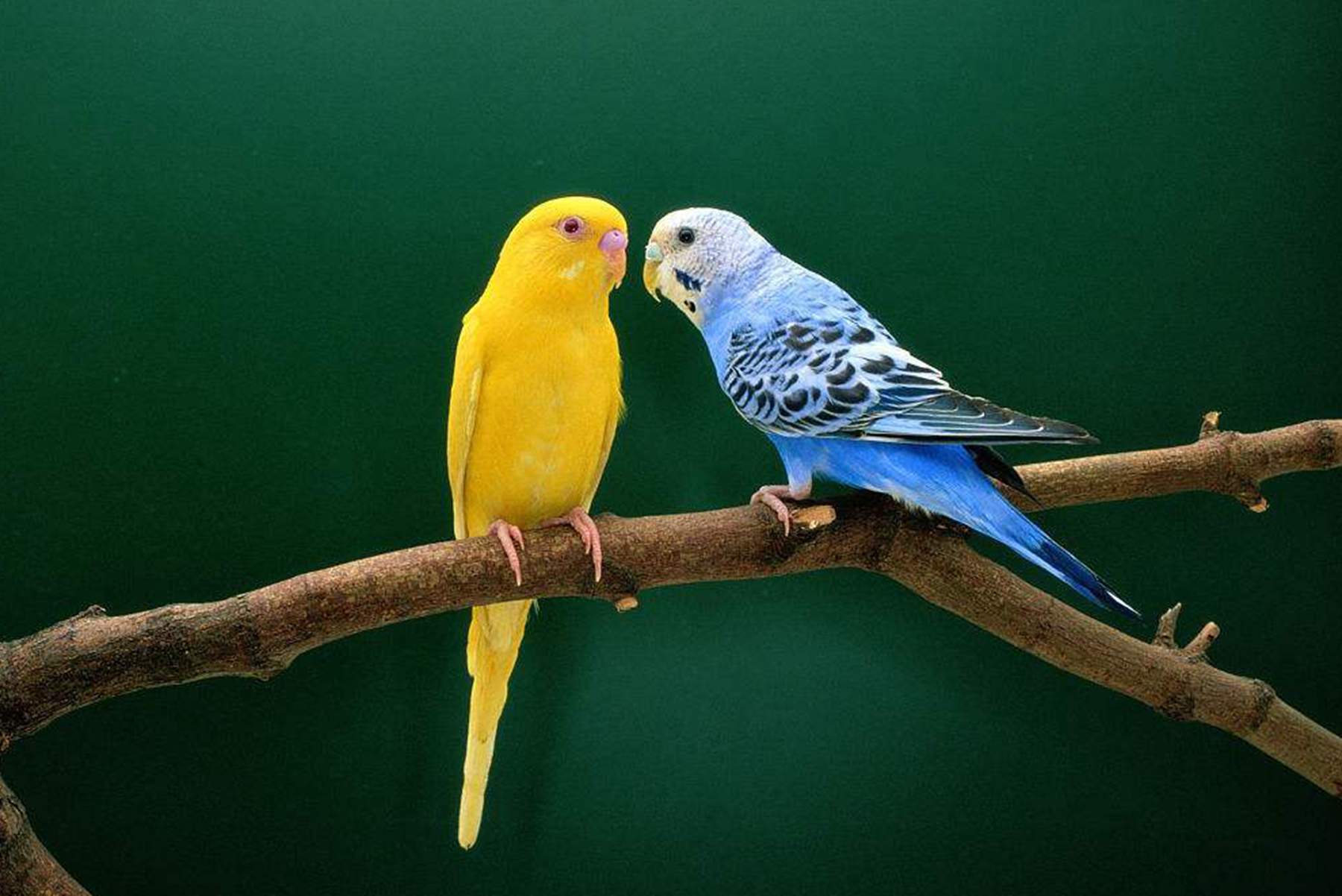 新手养虎皮鹦鹉的注意事项有哪些?该鹦鹉的平均寿命有多长?