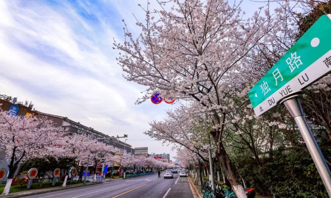 悄悄盛开有网友发现成为无锡最接地气的樱花大道如今已进入盛花期经过