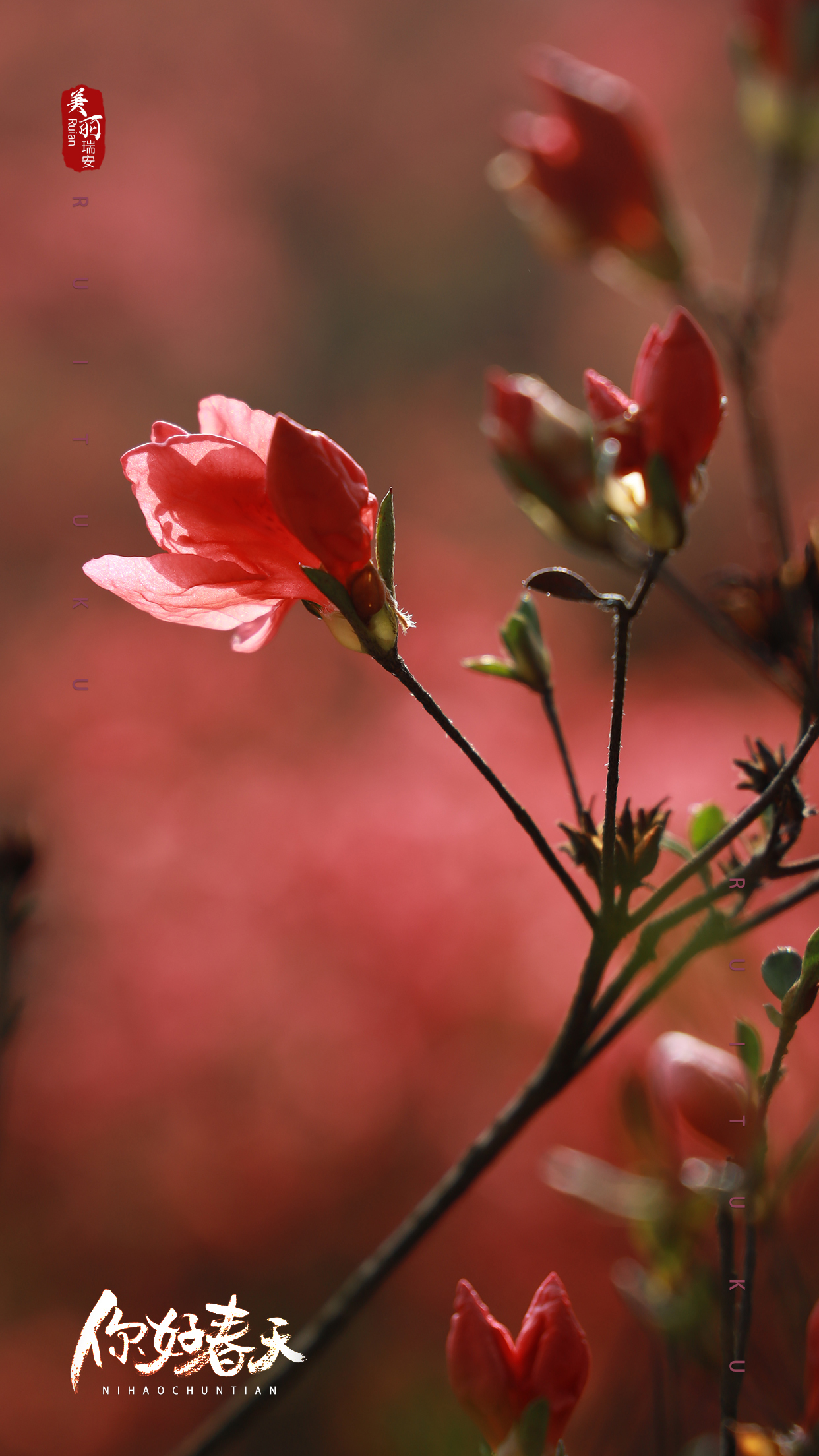 人间四月天|快来领取绝美的杜鹃花壁纸