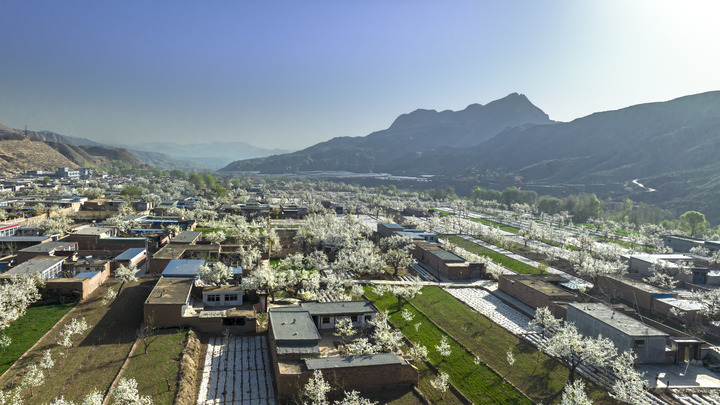 西北农村山沟沟里的富乡梨想