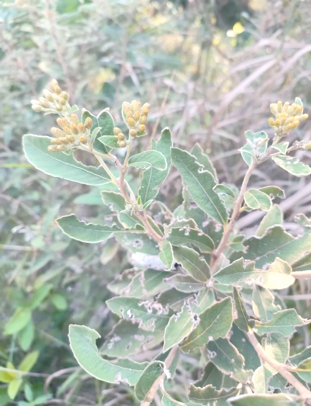 羊耳菊:一种在当地广泛使用的消炎消肿草药