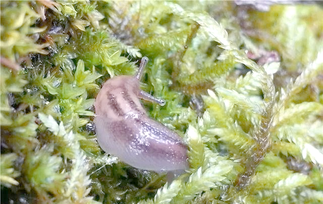 蜗牛遇到盐为什么融化