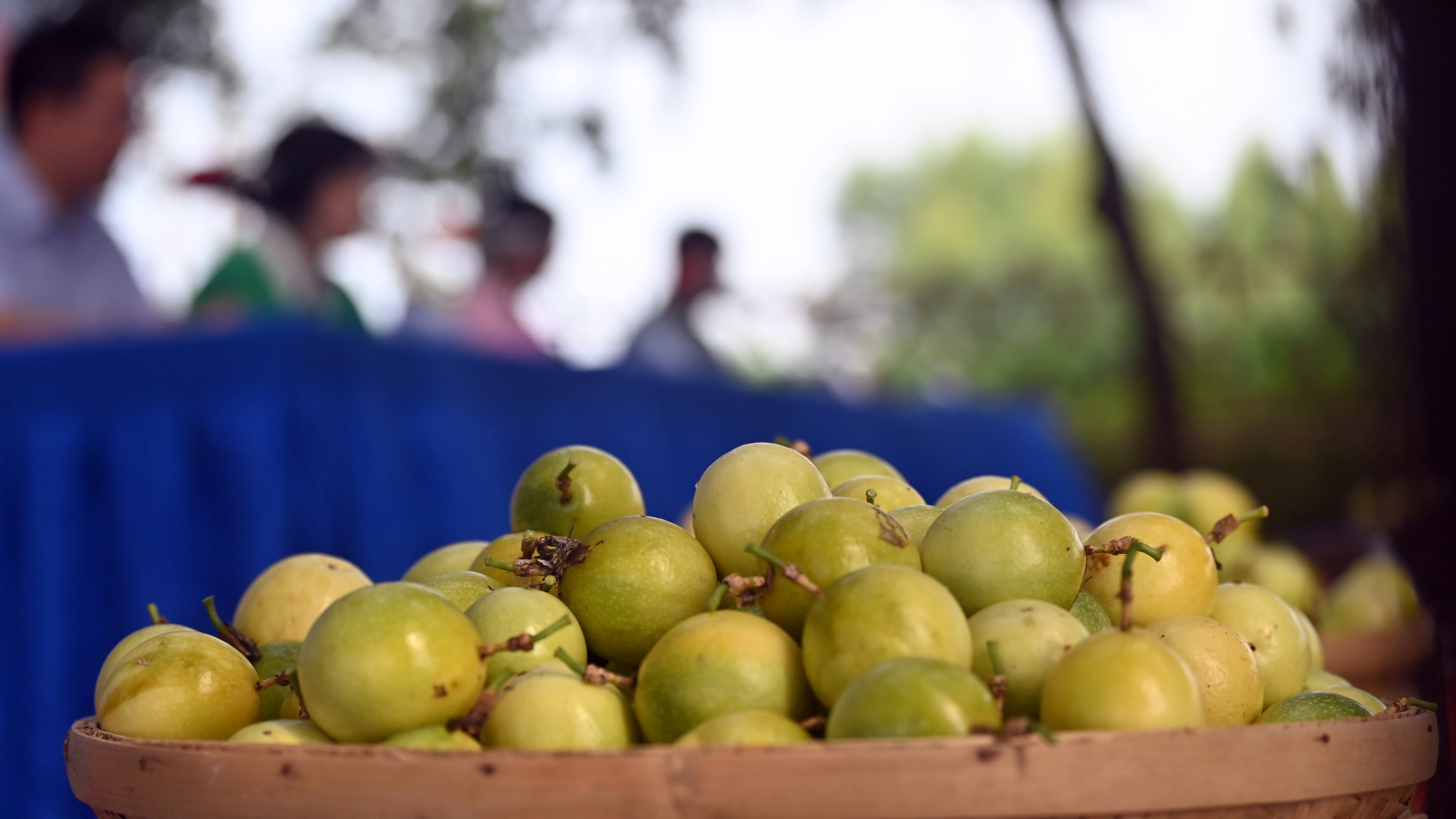 (经济)钦州:黄金百香果带火"田园经济"