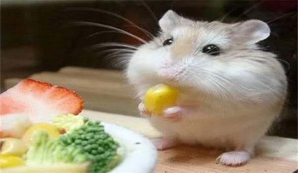 仓鼠能不能吃面包呢?