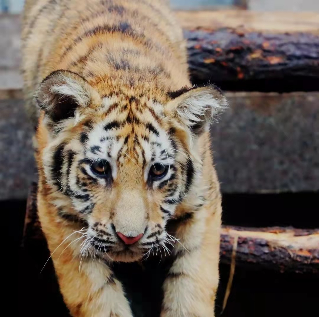萌虎贺新春 西安秦岭野生动物园过年天天"虎力全开"