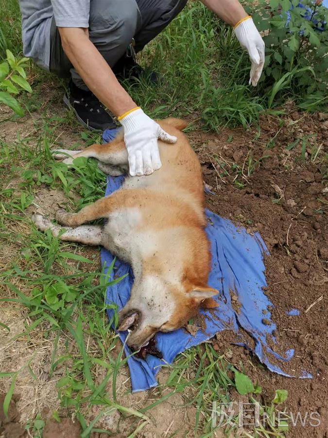 初七柴犬死后图片图片