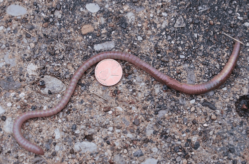 蚯蚓在什么样的物体表面爬得快