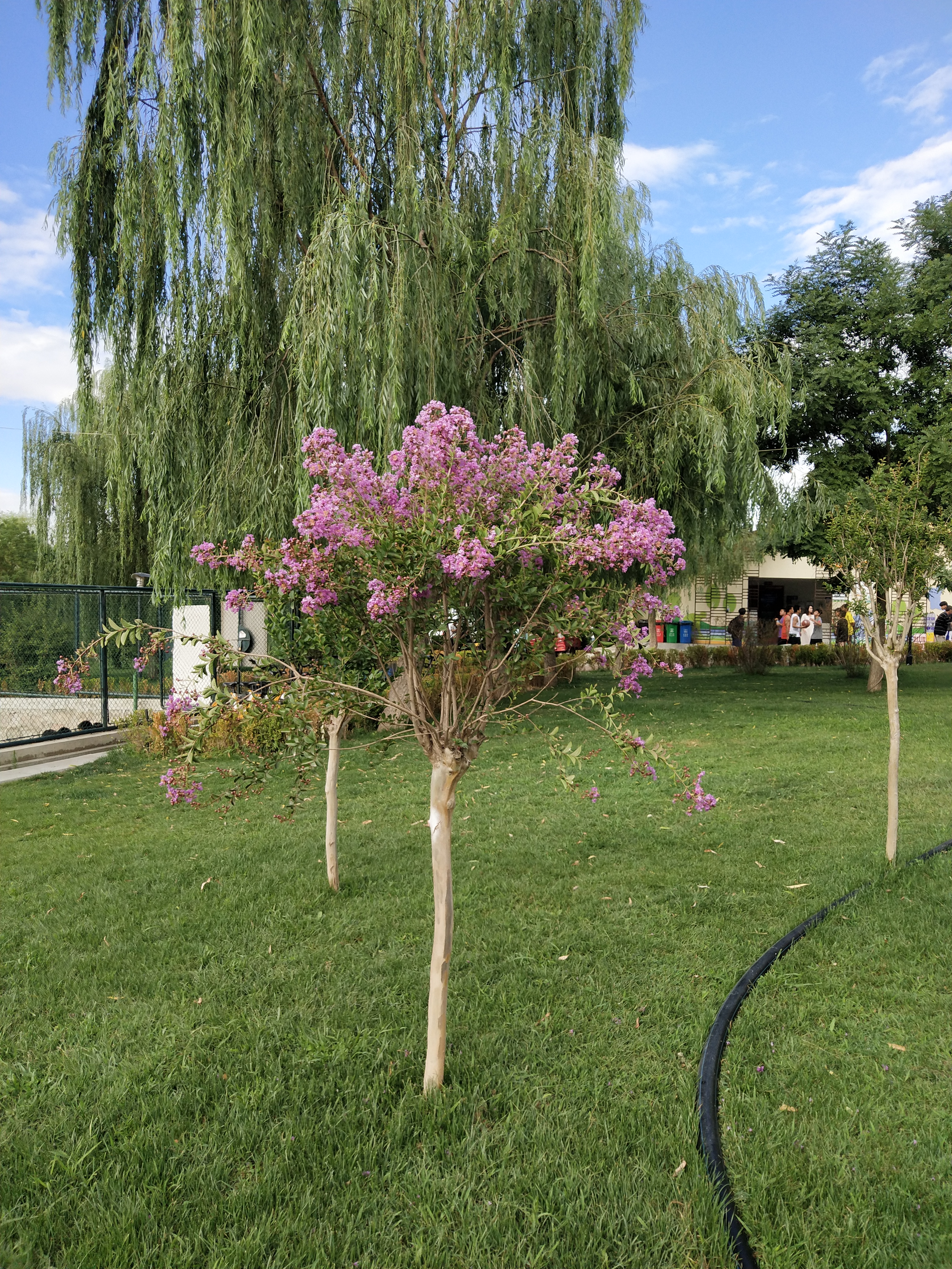 恭喜芊锦荟入驻苗木通,江苏张雪:专业花卉销售中心