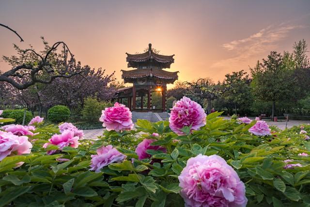 风情万种国花红,皇家风范迷人醉国色天香牡丹园,花开时节谁与争