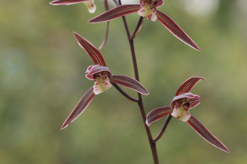 细叶寒兰是一种高雅的花卉,花朵优美,色彩浓烈,香气独特