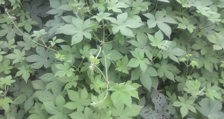 缠绕茎与攀缘茎的区别