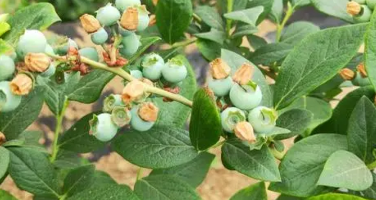 v5蓝莓品种介绍