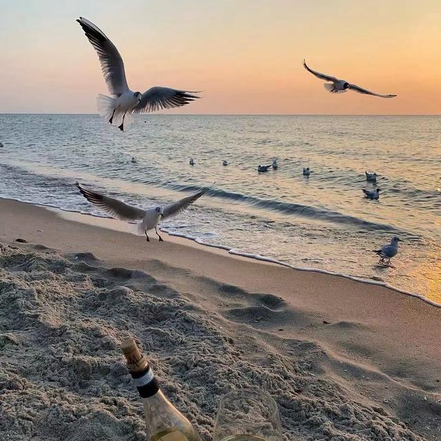 国外建筑物海鸥海边背景图