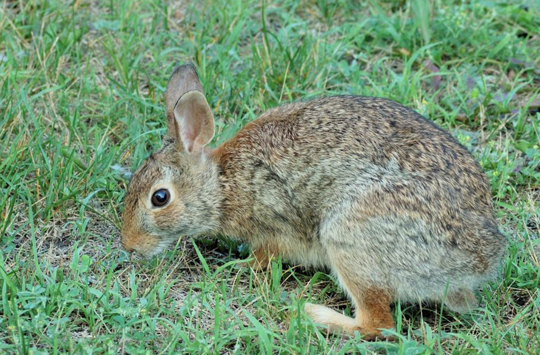 野兔子一般都是吃什么东西呢?
