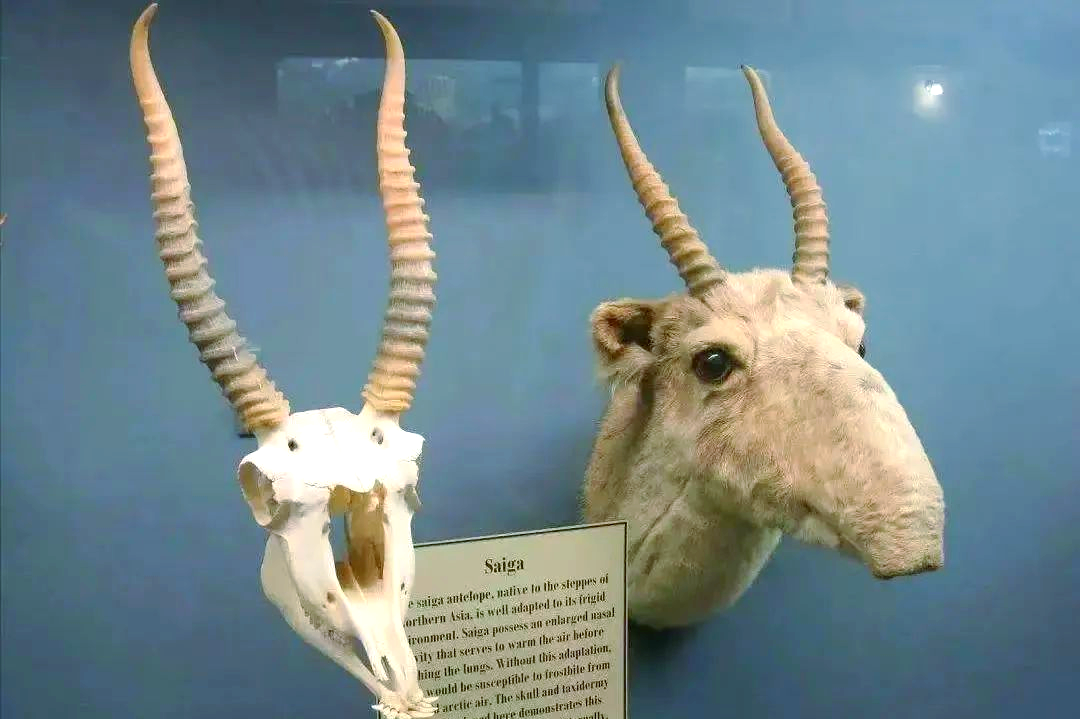 高鼻羚羊的羊角与鼻子:宝贵的中药材与"行走的空气净化器"