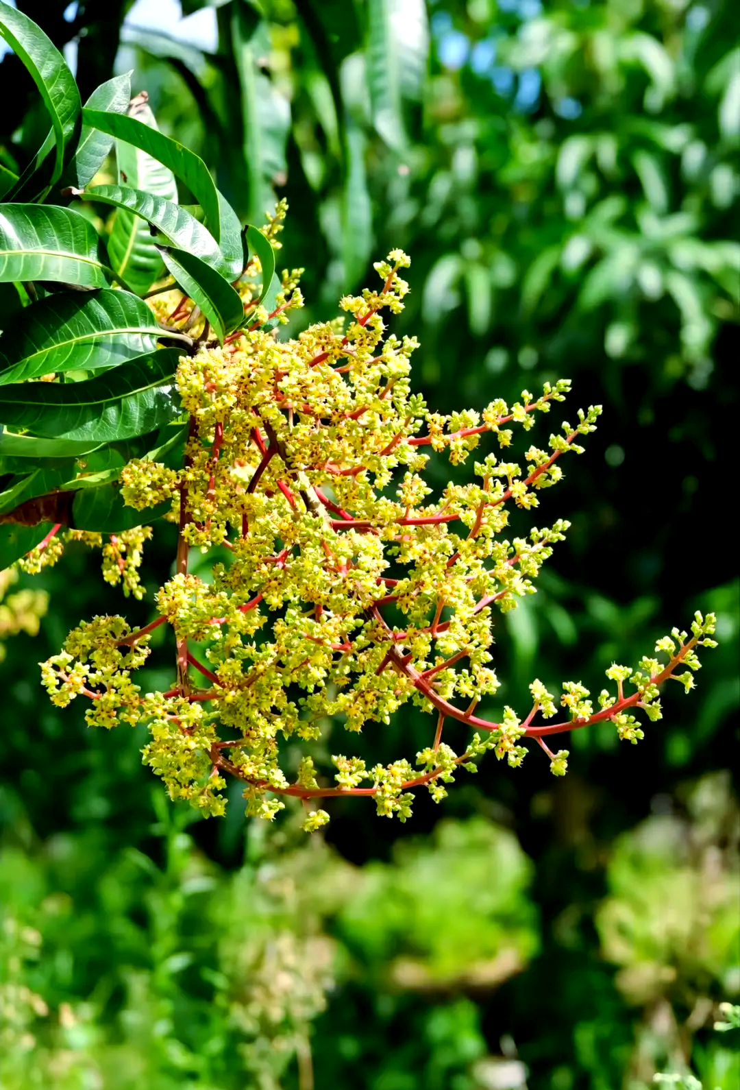 芒果花期管理秘籍:催花壮花,轻松提升果实产量