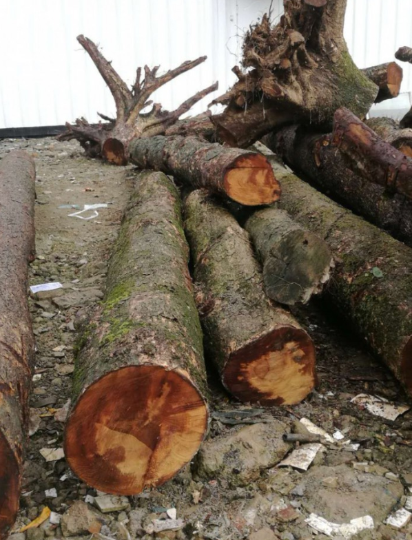 水楠木和金丝楠木区别