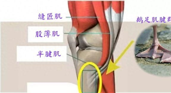 膝关节运动方向示意图图片