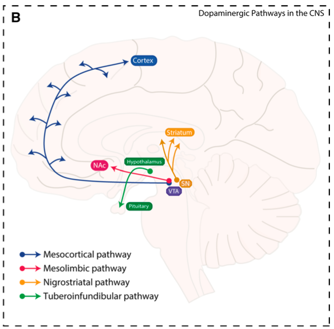图2. 中枢神经系统中的四条主要da能通路分布[4]